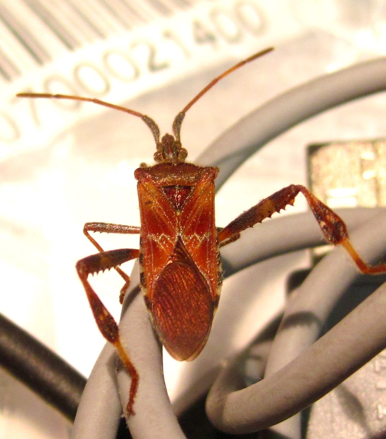 Coreidae: Leptoglossus occidentalis in Puglia